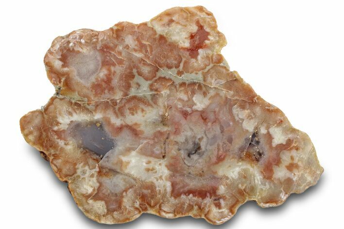 Polished Dinosaur Coprolite Nodule Half - Utah #307444